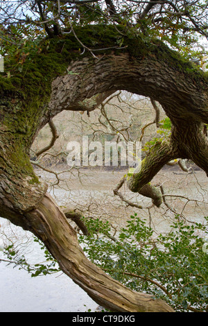 Frenchman's Creek; fiume Helford; Cornovaglia; Regno Unito; la molla Foto Stock