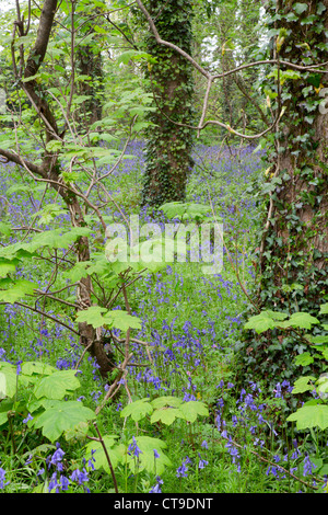 Godolphin boschi; Bluebells; la molla; Cornovaglia; Regno Unito Foto Stock