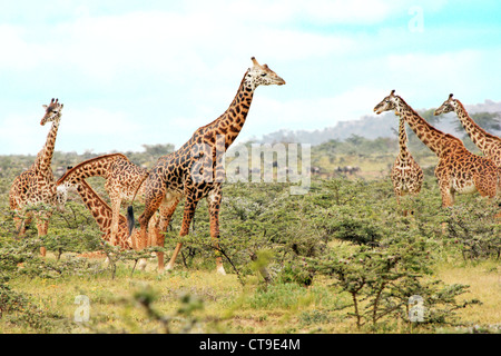 Un selvaggio gruppo di giraffe Masai o Maasai Giraffe, noto anche come il Kilimanjaro Giraffe (Giraffa camelopardalis tippelskirchi). Foto Stock