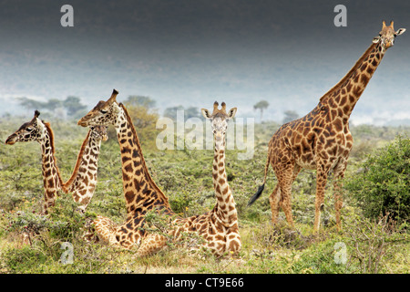Un selvaggio gruppo di giraffe Masai o Maasai Giraffe, noto anche come il Kilimanjaro Giraffe (Giraffa camelopardalis tippelskirchi). Foto Stock