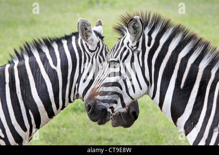 Due Wild Zebra (Equus quagga) creare la perfetta simmetria e armonia in piedi faccia a faccia in Kenya, Africa. Foto Stock