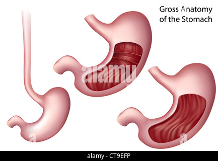 Anatomia dello stomaco Foto Stock