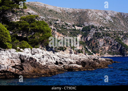 Pino di Aleppo isola di Lokrum Dubrovnik Dalmazia Croazia Foto Stock