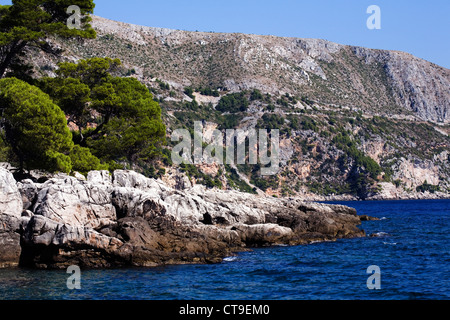 Pino di Aleppo isola di Lokrum Dubrovnik Dalmazia Croazia Foto Stock