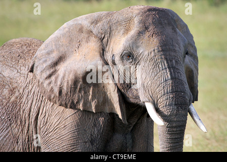 Un primo piano di un selvaggio dell' elefante africano (Loxodonta africana) nel Masai Mara, Kenya, Africa. Foto Stock