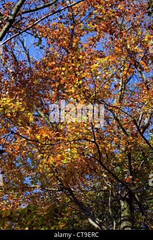 Faggio con foglie autunno Poynton cheshire england Foto Stock