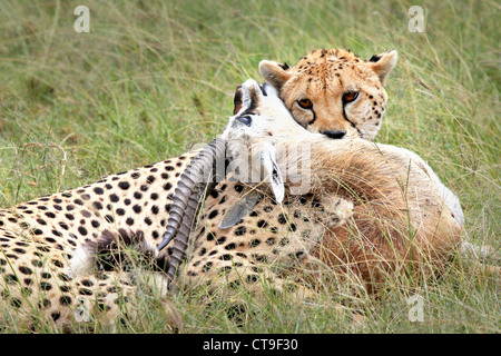 Un ghepardo con il suo kill, un Thomson gazzella. Questo kill è stato fotografato nel selvaggio nel Masai Mara, Kenya, Africa. Foto Stock