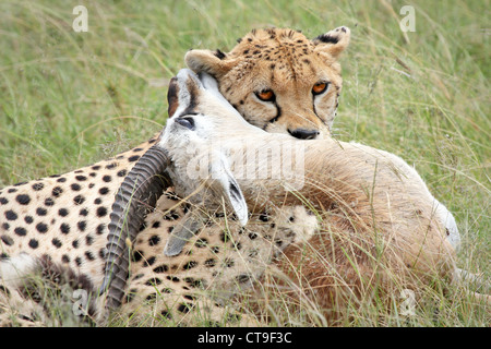 Un ghepardo con il suo kill, un Thomson gazzella. Questo kill è stato fotografato nel selvaggio nel Masai Mara, Kenya, Africa. Foto Stock