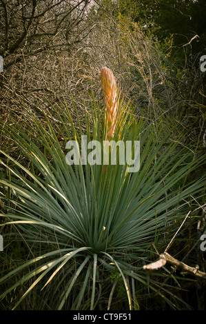 Yucca pianta, Agavaceae schidigera lungo la Pacific Crest Trail nel parco dello stato della California, Stati Uniti d'America Foto Stock