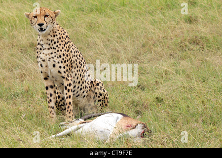 Un ghepardo con il suo kill, un Thomson gazzella. Questo kill è stato fotografato nel selvaggio nel Masai Mara, Kenya, Africa. Foto Stock