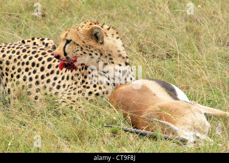 Un ghepardo con il suo kill, un Thomson gazzella. Questo kill è stato fotografato nel selvaggio nel Masai Mara, Kenya, Africa. Foto Stock