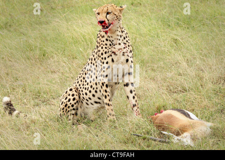 Un ghepardo con il suo kill, un Thomson gazzella. Questo kill è stato fotografato nel selvaggio nel Masai Mara, Kenya, Africa. Foto Stock