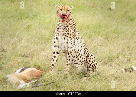 Un ghepardo con il suo kill, un Thomson gazzella. Questo kill è stato fotografato nel selvaggio nel Masai Mara, Kenya, Africa. Foto Stock