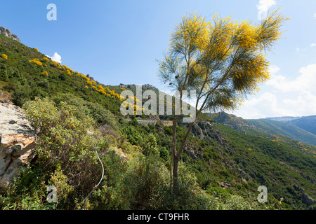 Gorse singola bussola nella vegetazione del Supramonte montagne Foto Stock