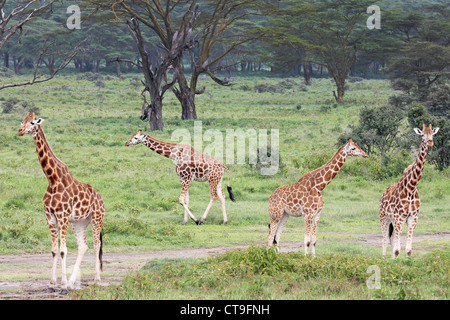 Un gruppo selvaggio di gravemente minacciate di estinzione Giraffa Rothschild (Giraffa camelopardalis rothschildi) a Lake Nakuru, Kenya, Africa. Foto Stock