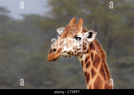 Un selvaggio gravemente minacciate di estinzione Giraffa Rothschild (Giraffa camelopardalis rothschildi) a Lake Nakuru, Kenya, Africa. Foto Stock
