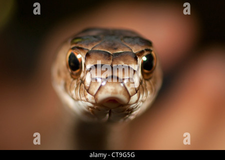 Close-up di un serpente coachwhip (Masicophis flagello) Foto Stock