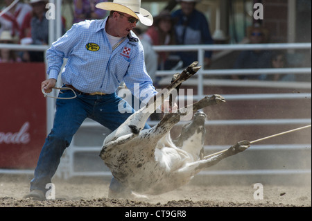 Calf roping evento a Calgary Stampede Rodeo Foto Stock