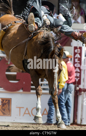 Bareback evento a Calgary Stampede Rodeo Foto Stock