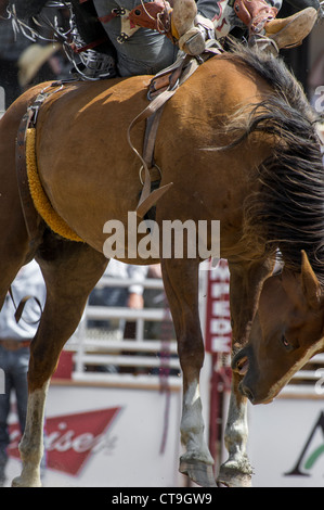 Bareback evento a Calgary Stampede Rodeo Foto Stock