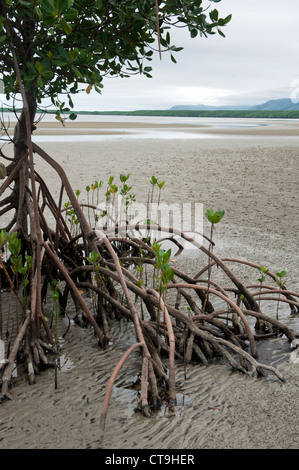 Le radici di mangrovia, esposti a bassa marea con i loro germogli giovani a Cooya Bay, estremo Nord Queensland, Australia Foto Stock