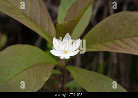 Trientalis europaea Chickweed Wintergreen fiore o Arctic starflower in stretta fino Foto Stock