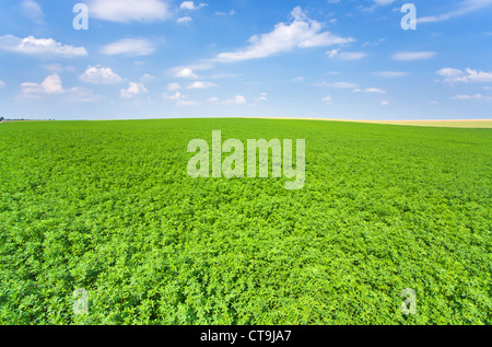 Verde campo di Lucerna sotto il cielo azzurro in Francia Foto Stock