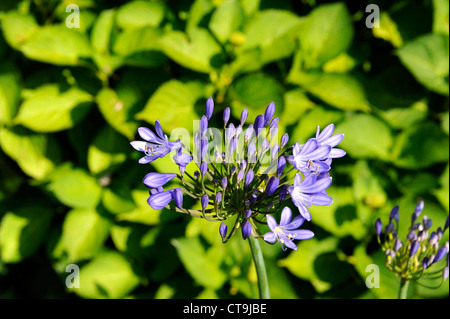 Agapanthe blue,Agapanthus,Finisterre,Bretagne,Brittany,Francia Foto Stock