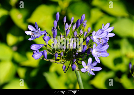 Agapanthe blue,Agapanthus,Finisterre,Bretagne,Brittany,Francia Foto Stock