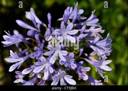 Agapanthe blue,Agapanthus,Finisterre,Bretagne,Brittany,Francia Foto Stock