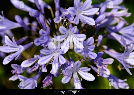 Agapanthe blue,Agapanthus,Finisterre,Bretagne,Brittany,Francia Foto Stock