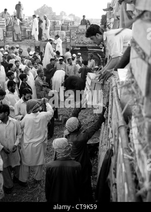 I rivenditori di frutta auction off la loro buona nel mercato della frutta di Islamabad Foto Stock