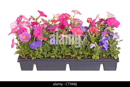 Un piatto di petunia sano piantine pronte per il trapianto in un giardino di casa isolata contro bianco Foto Stock