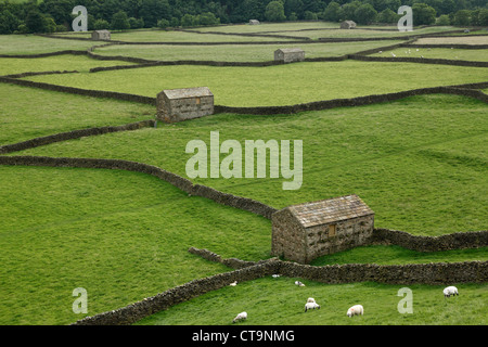 Tipiche pareti in pietra e fienili in estate la luce a Gunnerside in Swaledale, nello Yorkshire, Inghilterra Foto Stock