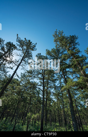 Alberi, Pine Barrens, New Jersey, STATI UNITI D'AMERICA Foto Stock