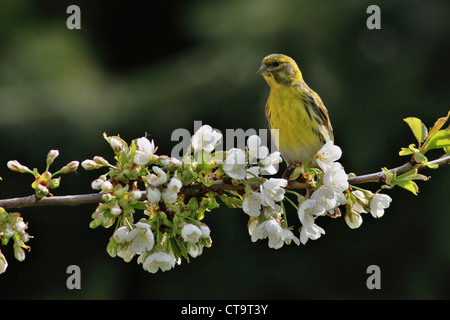 Il Verzellino europeo su un albero ciliegio ramo in fiore Foto Stock
