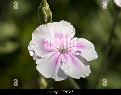 Lychnis coronaria oculata Foto Stock