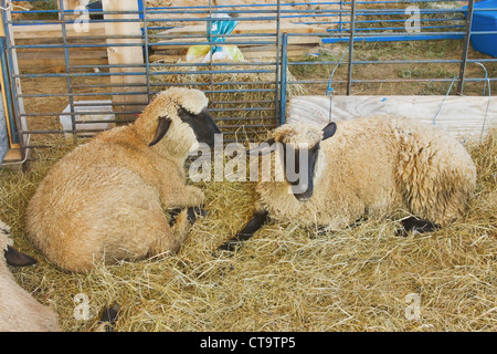 Coppia di nero di fronte pecore nel fienile Maine. Foto Stock