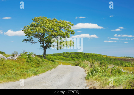 Struttura ad albero singolo e su strada sterrata nel Maine mirtillo campo. Foto Stock