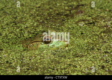 Un American Bullfrog, Rana catesbeiana sommerso in alghe di un laghetto. Signore Stirling Park, Basking Ridge, New Jersey, STATI UNITI D'AMERICA Foto Stock