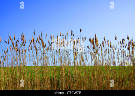 Alte erbe in giallo dorato in primo piano, un terzo campo verde e due terzi di cielo blu in background, nice vignettin Foto Stock