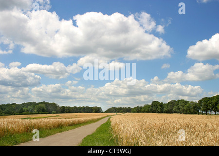 Nuvole del cielo su campo di grano Foto Stock