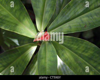 Zenzero rosso bottoni (Costus woodsonii), girato dall'alto, ai Giardini Papillote nella Valle di Roseau del Commonwealth di Dominica. Foto Stock