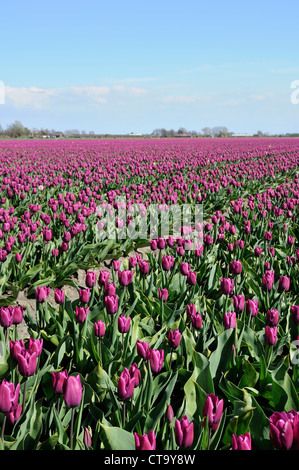 Viola campo di tulipani #2, Paesi Bassi vista del campo di tulipani in aperta campagna, girato in primavera a picco di fioritura Foto Stock