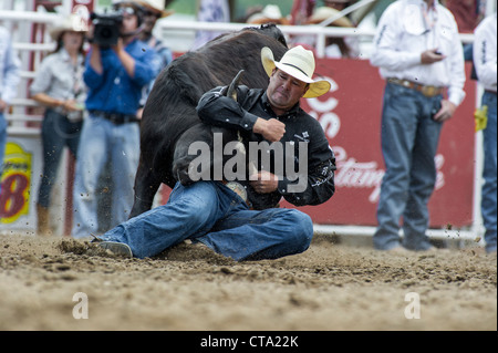 Sterzare il lottatore a Calgary Stampede Rodeo Foto Stock