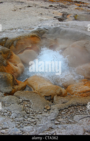 Molla di Shell, Biscuit Basin, il Parco Nazionale di Yellowstone Foto Stock