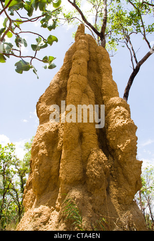 Termite gigante tumuli, Parco Nazionale Kakadu, Territorio del Nord Australia Foto Stock