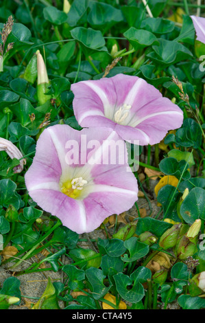 Mare centinodia Calystegia soldanella (Convolvulaceae) Foto Stock