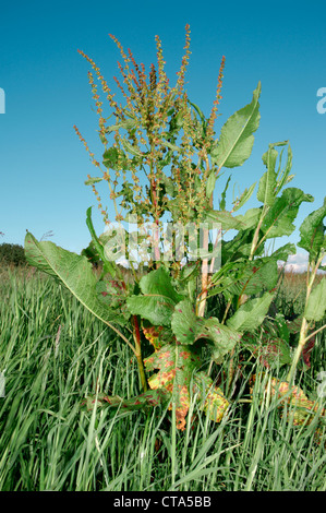 Di LATIFOGLIE DOCK Rumex obtusifolius (Poligonacee) Foto Stock