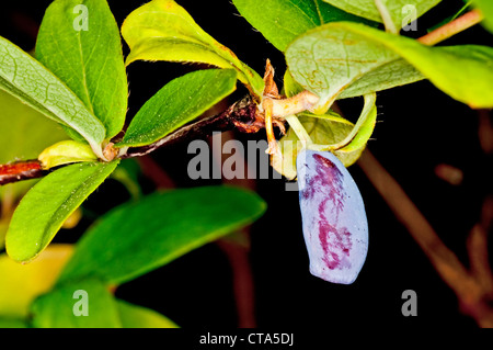 Caprifoglio, frutto della Kamtschatka Foto Stock